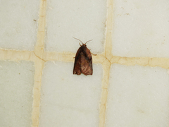 Homona