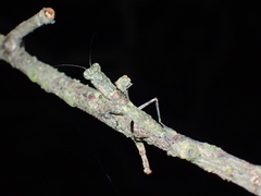 Tarachodes sanctus