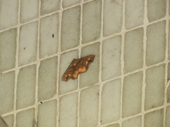 Lopharthrum comprimens