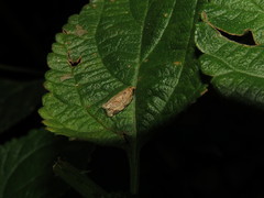 Neocalyptis affinisana