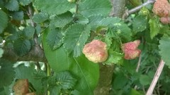 Eriosoma lanuginosum