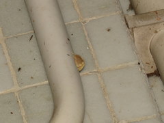 Orvasca subnotata