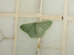 Pelagodes antiquadraria