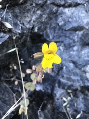 Erythranthe glaucescens