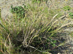 Poa macrantha
