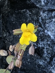 Erythranthe glaucescens