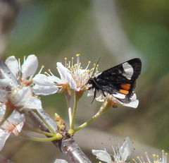 Psychomorpha epimenis
