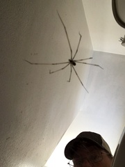 Pholcus phalangioides
