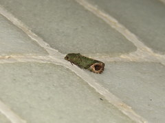 Sorolopha phyllochlora