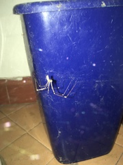 Pholcus phalangioides