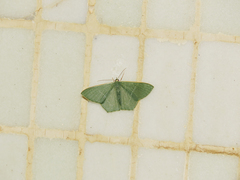 Thalassodes immissaria