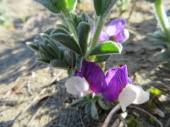 Lathyrus littoralis