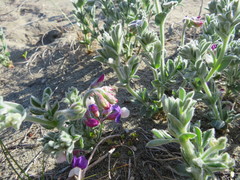 Lathyrus littoralis