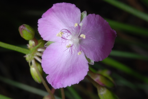 Image of Callisia rosea by (c) Douglas Goldman, some rights reserved (CC BY-SA)