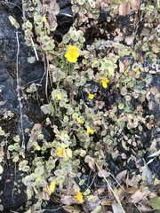 Erythranthe glaucescens