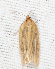Clepsis clemensiana