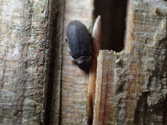 Hadrobregmus pertinax