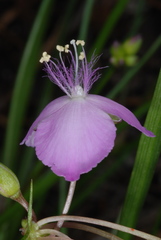 Callisia rosea