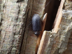 Hadrobregmus pertinax