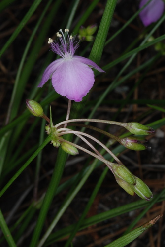 Image of Callisia rosea by (c) Douglas Goldman, some rights reserved (CC BY-SA)