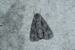 Acronicta hasta