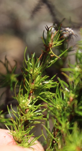 Image of Thread Caperose (Cliffortia filifolia) by (c) Tony Rebelo, some rights reserved (CC BY-SA)