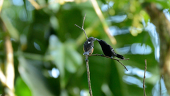 Microrhopias quixensis