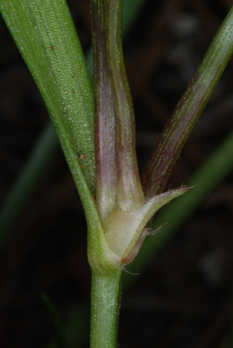 Image of Callisia rosea by (c) Douglas Goldman, some rights reserved (CC BY-SA)