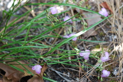 Callisia rosea