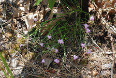 Callisia rosea