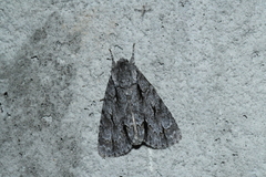 Acronicta hasta