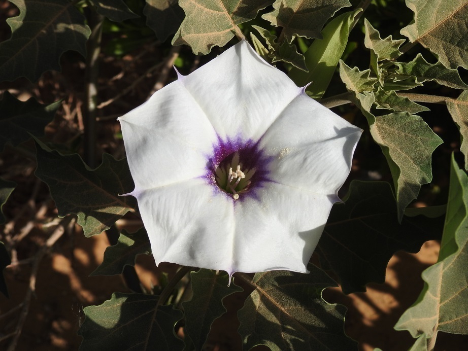 Desert thorn-apple (Datura discolor)