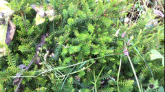 Erica carnea
