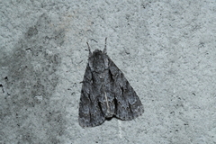 Acronicta hasta