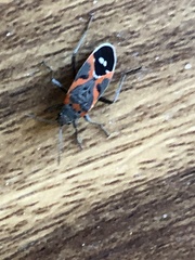 Lygaeus kalmii kalmii