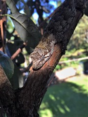 Mokopirirakau granulatus