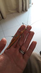 Tithonophasma tithonus