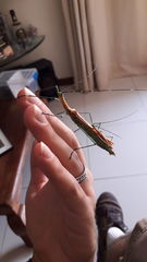 Tithonophasma tithonus