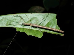 Paraphasma sooretama