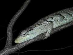 Polychrus acutirostris