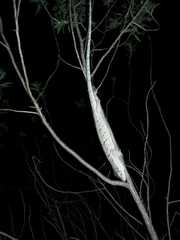 Polychrus acutirostris