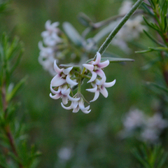 Astephanus triflorus
