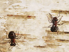 Formica polyctena × rufa