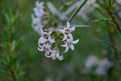 Astephanus triflorus
