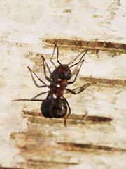 Formica polyctena × rufa