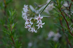 Astephanus triflorus