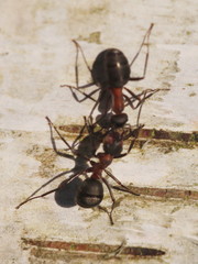 Formica polyctena × rufa