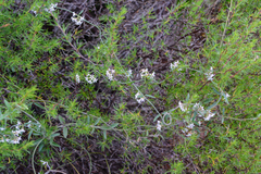 Astephanus triflorus