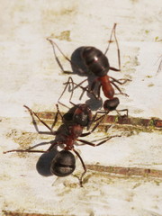 Formica polyctena × rufa