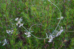 Astephanus triflorus